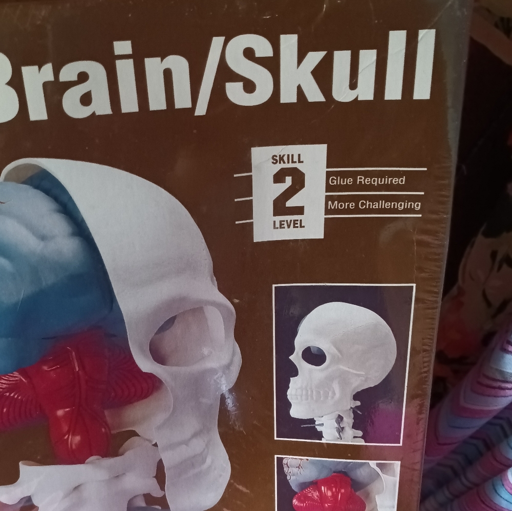 Fun Skull Model Halloween Fun - Picture 3 of 5